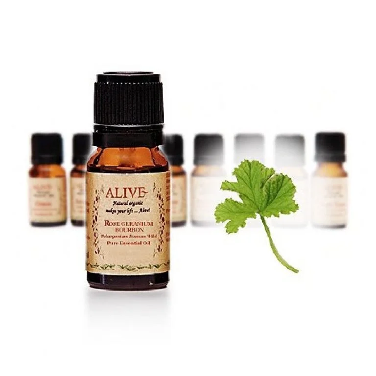 Rose Geranium Bourbon Rose Geranium - Image 1